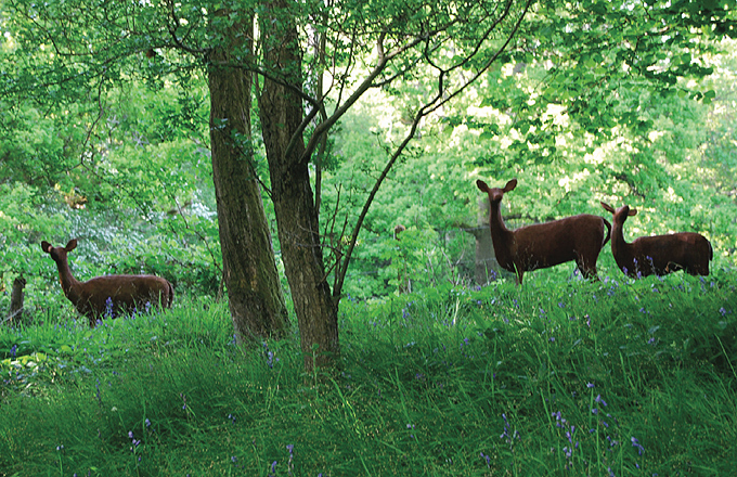 Rusty Deer